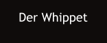 Der Whippet